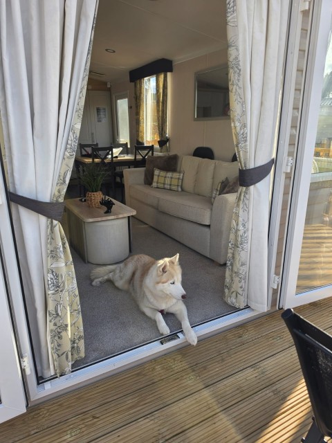 Husky relaxing in the lounge doorway beside the sofa