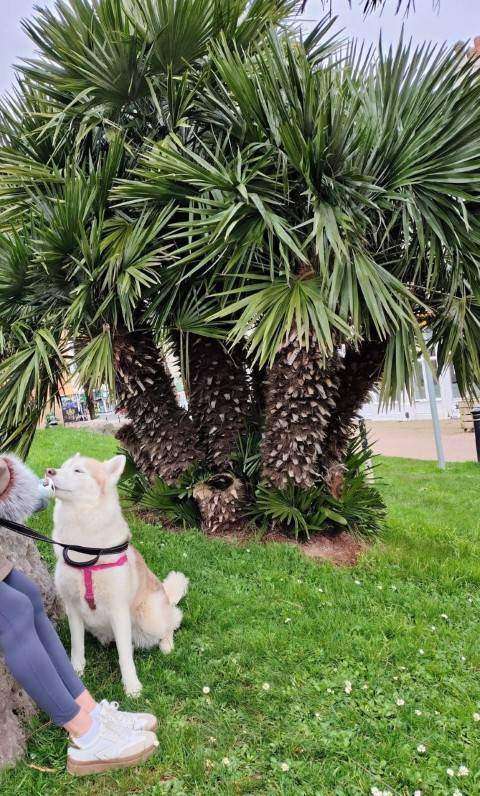 Guest and husky beside a palm tree in a seafront park