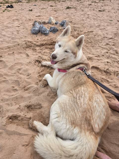 Husky relaxing on the sand