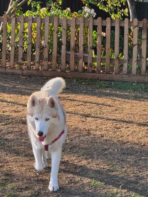 Husky running in the dog exercise field