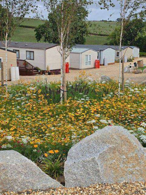 Wildflower planting with caravans in the background